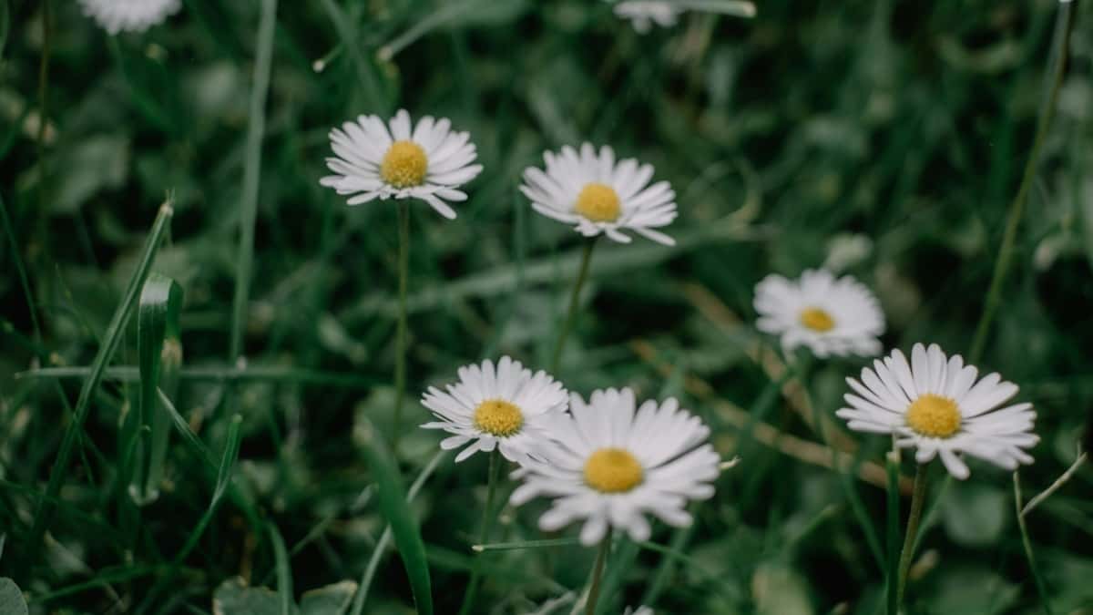How TikTok Influencers in Ireland Can Collaborate with Brands in United States
