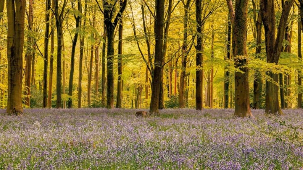 How Instagram Influencers in Ireland Can Work with Brands in France