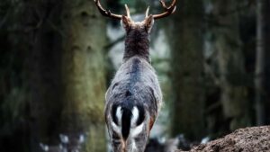 Top 10 Facebook Influencers You Should Collaborate With in Canada
