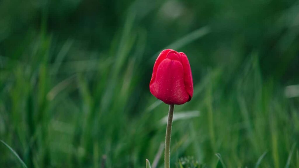 Practical guide for Irish advertisers on finding Dominican Republic YouTube creators to produce authentic city-guide content by locals.