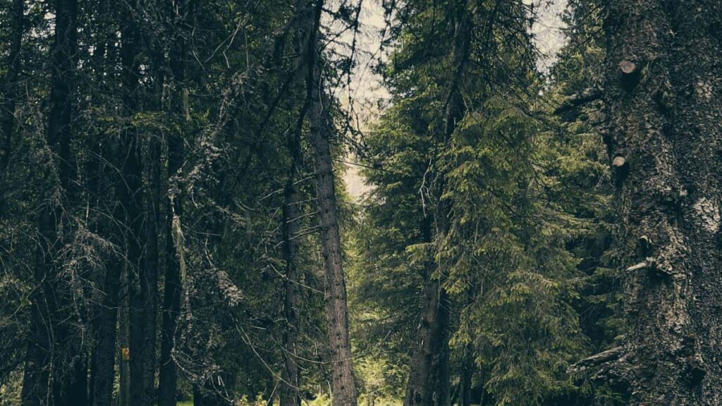 Practical, street-smart guide for Irish creators on how to find and pitch Kazakhstan brands selling on Shopee and win invites to exclusive beta launches.