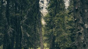 Practical, street-smart guide for Irish creators on how to find and pitch Kazakhstan brands selling on Shopee and win invites to exclusive beta launches.