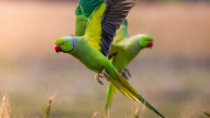 Practical guide for Irish advertisers to find Greek Threads creators, with outreach tactics, platform signals and campaign tips to boost global product awareness.