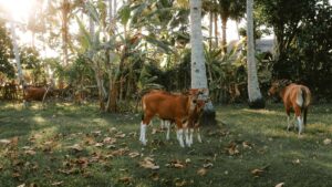 Practical tactics for Irish creators to find and pitch Bolivian brands on Telegram for cross-promotion, with platform playbooks, outreach templates and risk notes.