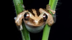 Practical guide for Irish advertisers to find Singapore Reddit creators for skincare promos outreach channels, vetting, comps and legal tips.