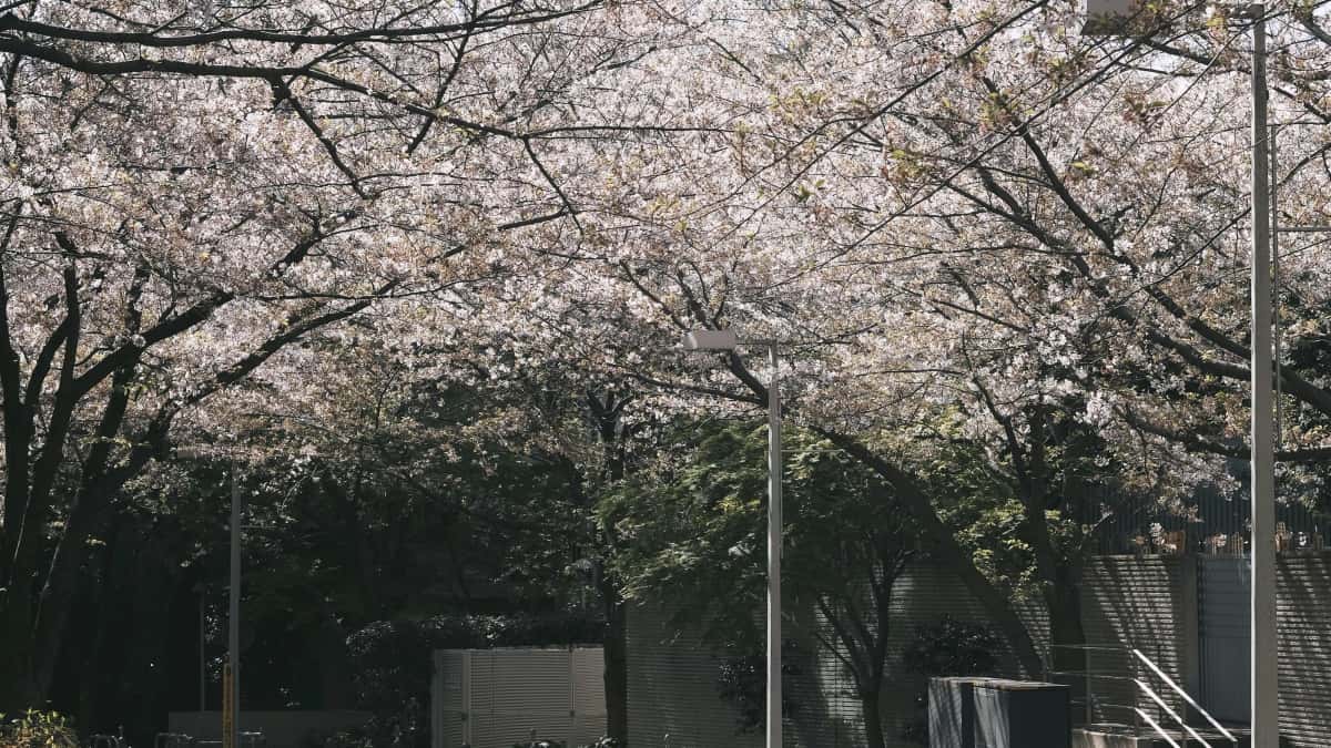Irish brands: find Jordan KakaoTalk creators for sustainability wins