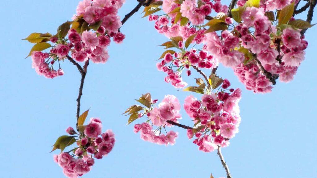 Practical, street-smart guide for Irish creators on contacting Cambodia Shopee brands to land sponsored gaming streams.