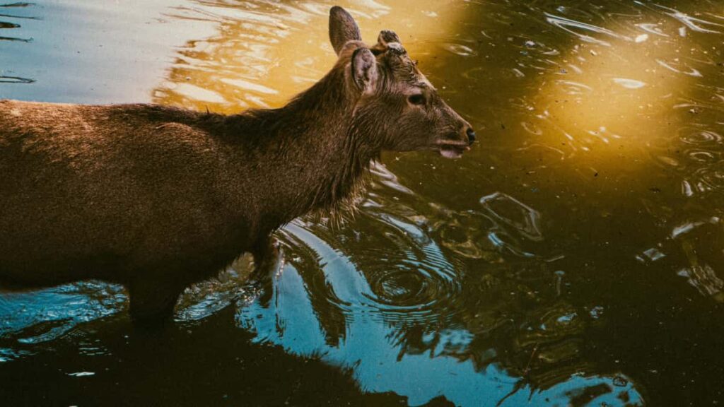 Practical guide for Irish advertisers to find and run Instagram reaction campaigns with Austrian creators sourcing, compliance, costs and campaign workflow.