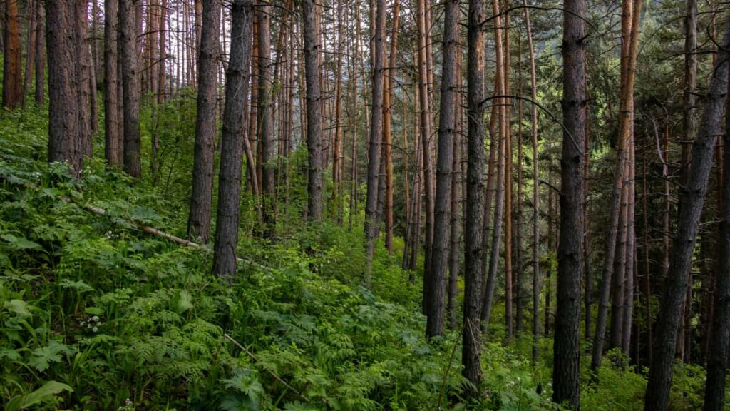 Practical guide for Irish brands to discover and partner with Azerbaijan Amazon creators and style influencers tactics, tools, and quick outreach templates.