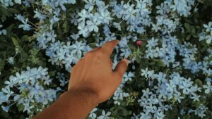 Practical guide for Irish advertisers to find Brazil-based Amazon creators and grow reach for healthy lifestyle brands using creator discovery, livestreams and affiliate tactics.