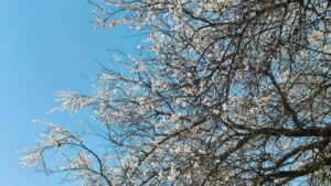 Practical guide for Irish advertisers to discover and work with United Arab Emirates Apple Music creators to boost product-led growth using creator content.