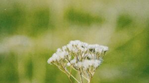 Practical guide for Irish creators on finding, pitching and writing long-form product reviews for Peruvian brands on Threads tactics, templates and outreach tips.